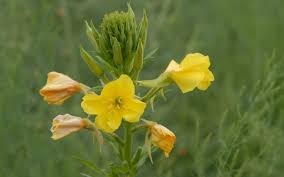 Image result for Nachtkerze