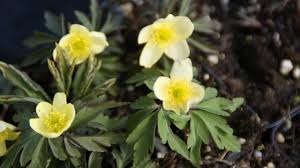 Attēlu rezultāti vaicājumam “Anemone x lipsiensis”