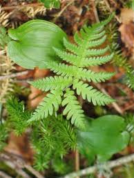 Attēlu rezultāti vaicājumam “Phegopteris connectilis”