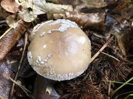 Attēlu rezultāti vaicājumam “Amanita excelsa”