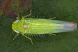 Attēlu rezultāti vaicājumam “Empoasca sp.”