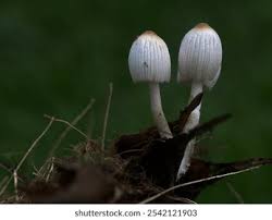 Attēlu rezultāti vaicājumam “Coprinus disseminatus”