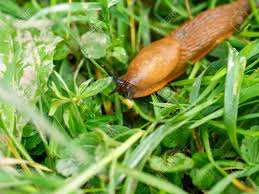 Attēlu rezultāti vaicājumam “Arion lusitanicus”