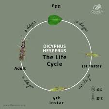 Attēlu rezultāti vaicājumam “Dicyphus nymph”
