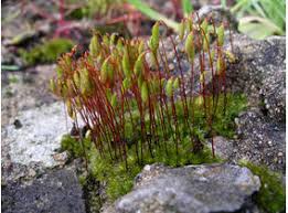 Attēlu rezultāti vaicājumam “Bryum pallescens”