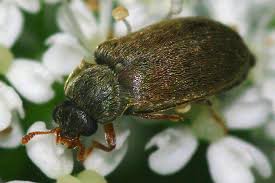 Attēlu rezultāti vaicājumam “Byturidae”