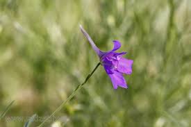 Attēlu rezultāti vaicājumam “Consolida regalis bud”