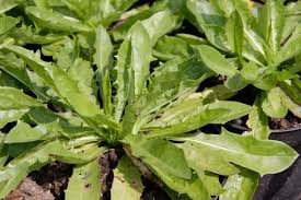 Attēlu rezultāti vaicājumam “Leontodon autumnalis”