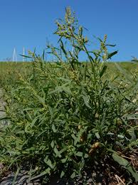 Attēlu rezultāti vaicājumam “Atriplex littoralis leaf”