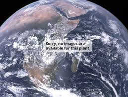 Attēlu rezultāti vaicājumam “Najas tenuissima leaf”