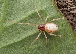 Attēlu rezultāti vaicājumam “Neottiura bimaculata”