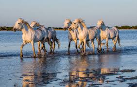 Image result for parque natural de camargue