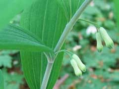 Attēlu rezultāti vaicājumam “Polygonatum multiflorum  fruit”