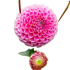 Image result for Dahlia x pinnata `Pompon Lilliput`