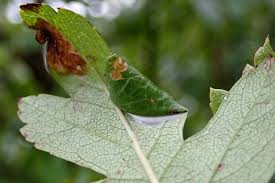 Attēlu rezultāti vaicājumam “Parornix anglicella”