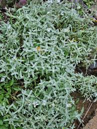 Image result for cerastium tomentosum