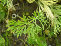 Attēlu rezultāti vaicājumam “Eschscholzia californica leaf”