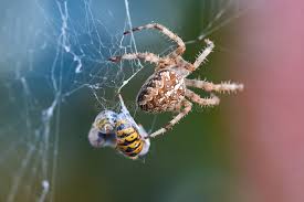 Attēlu rezultāti vaicājumam “Araneus diadematus female”