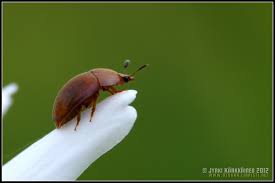 Attēlu rezultāti vaicājumam “Cychramus luteus”