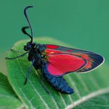 Attēlu rezultāti vaicājumam “Zygaena filipendulae”