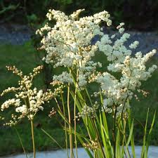 Attēlu rezultāti vaicājumam “Filipendula vulgaris bud”