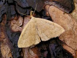 Attēlu rezultāti vaicājumam “Zanclognatha tarsipennalis”