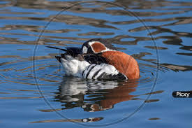 Attēlu rezultāti vaicājumam “Branta ruficollis”