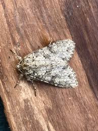 Attēlu rezultāti vaicājumam “Polia nebulosa”