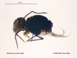 Attēlu rezultāti vaicājumam “Symphypleona”