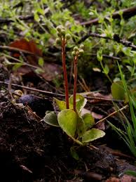 Attēlu rezultāti vaicājumam “Pyrola media”