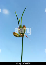 Attēlu rezultāti vaicājumam “Juncus bulbosus flower”