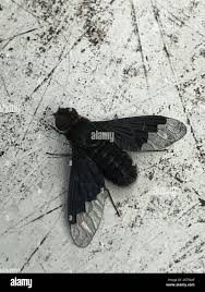 Attēlu rezultāti vaicājumam “Hemipenthes morio”