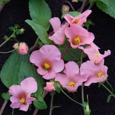 Image result for Alonsoa liniflora