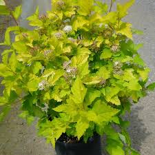 Attēlu rezultāti vaicājumam “Physarum luteolum”