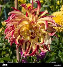 Image result for Dahlia x pinnata `Decorative Giants`