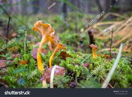 Attēlu rezultāti vaicājumam “Cantharellus lutescens”