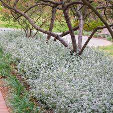 Image result for Helichrysum lindleyii