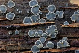 Attēlu rezultāti vaicājumam “Mollisia cinerea”