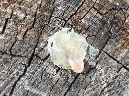 Attēlu rezultāti vaicājumam “Lycogala cf. fossiculatum young”