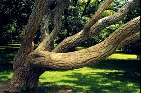 Attēlu rezultāti vaicājumam “Phellodendron amurense”