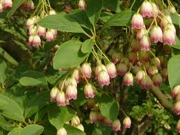 Attēlu rezultāti vaicājumam “Enkianthus chinensis leaf”