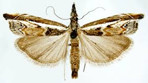 Attēlu rezultāti vaicājumam “Platytes alpinella”