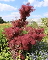 Attēlu rezultāti vaicājumam “Cotinus coggygria flower”