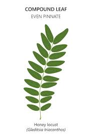 Attēlu rezultāti vaicājumam “Gleditsia triacanthos leaf”