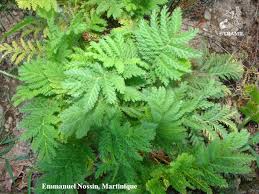 Image result for Tanacetum vulgare