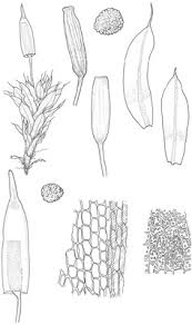 Attēlu rezultāti vaicājumam “Encalypta”