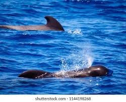 Image result for Globicephala melas