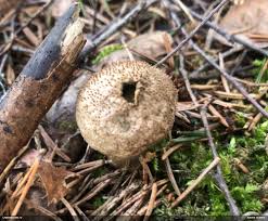 Attēlu rezultāti vaicājumam “Craterium leucocephalum var. scyphoides”