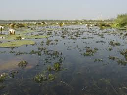 Attēlu rezultāti vaicājumam “Najadaceae”