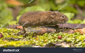 Attēlu rezultāti vaicājumam “Microtus agrestis”